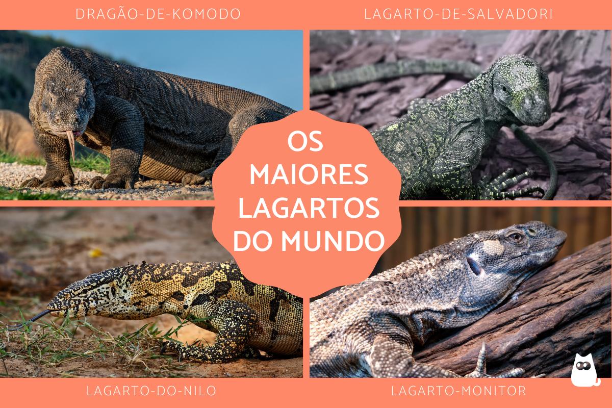 Os maiores lagartos do mundo