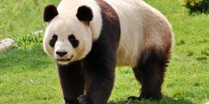 Os pandas podem ser perigosos?