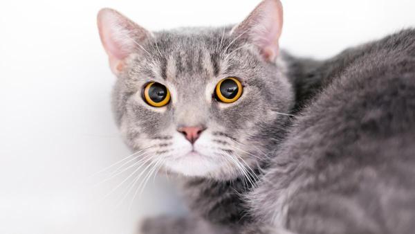 Gato com espasmos musculares: causas e tratamentos - Como saber se os espasmos musculares involuntários em gatos são graves?