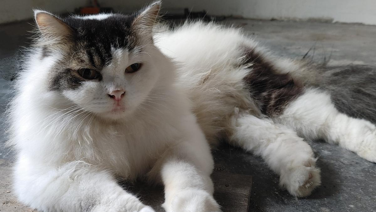 Gato com espasmos musculares: causas e tratamentos