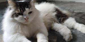 Gato com espasmos musculares: causas e tratamentos