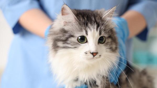 Gato com espasmos musculares: causas e tratamentos - Tratamento dos espasmos musculares involuntários em gatos