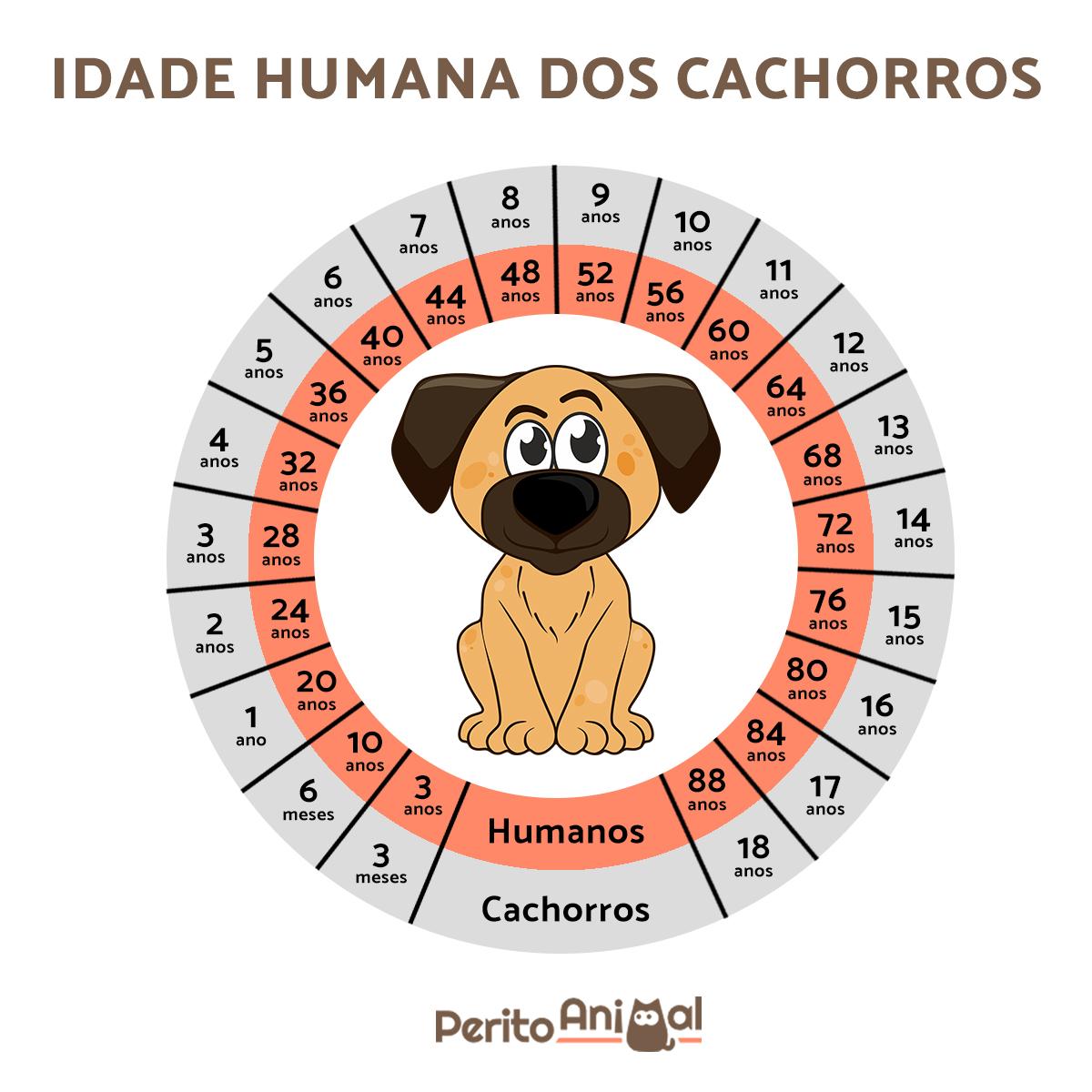 Como calcular a idade humana de um cão