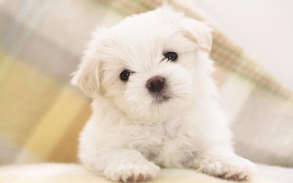 Como calcular a idade humana de um cão - Filhotes de cachorros e jovens