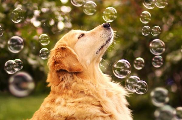 Como calcular a idade humana de um cão - Idade adulta do cachorro
