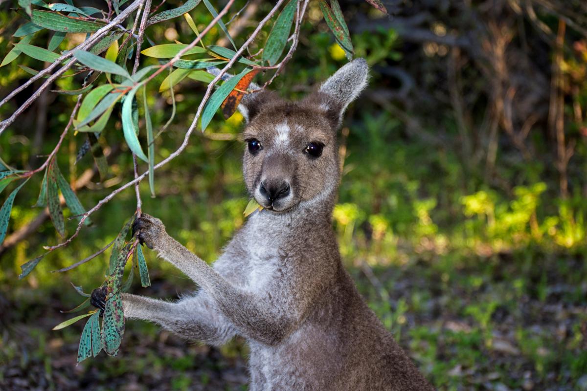 O que os cangurus comem?