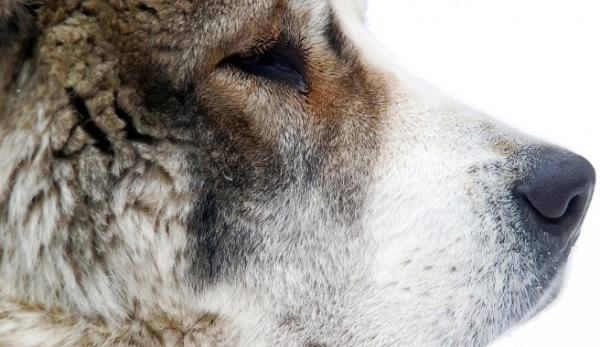 Como calcular a idade humana de um cão - Velhice