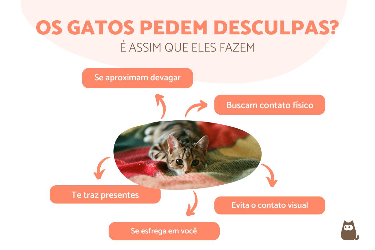 Como os gatos pedem desculpas?