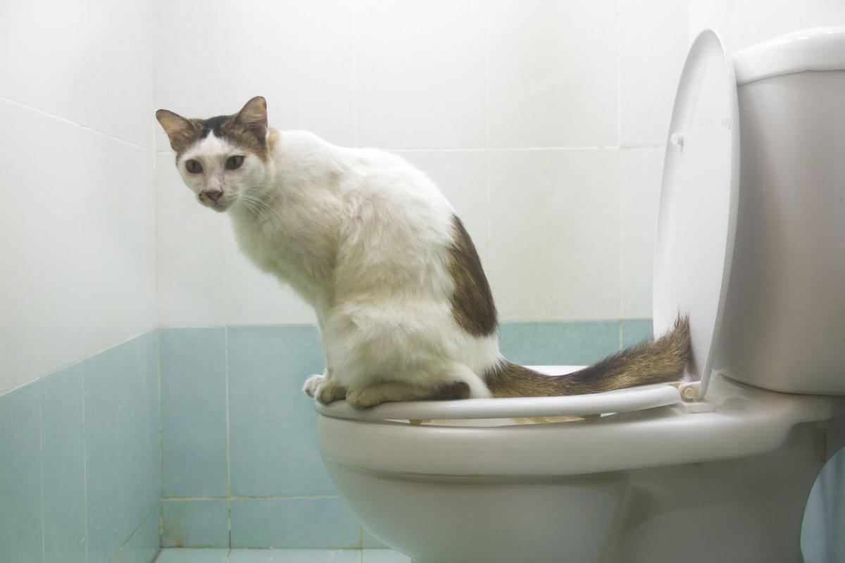 Como fazer o gato parar de urinar no lugar errado