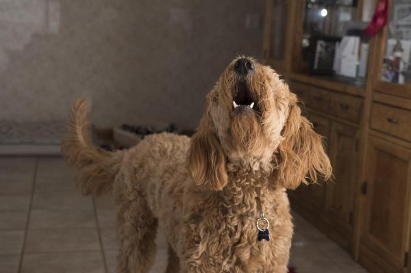 Por que o cachorro late para algumas pessoas e outras não?