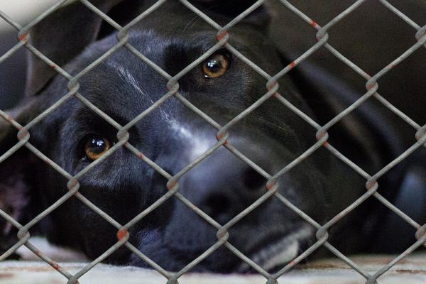Meu pet morreu, o que fazer? - Devo adotar outro pet?