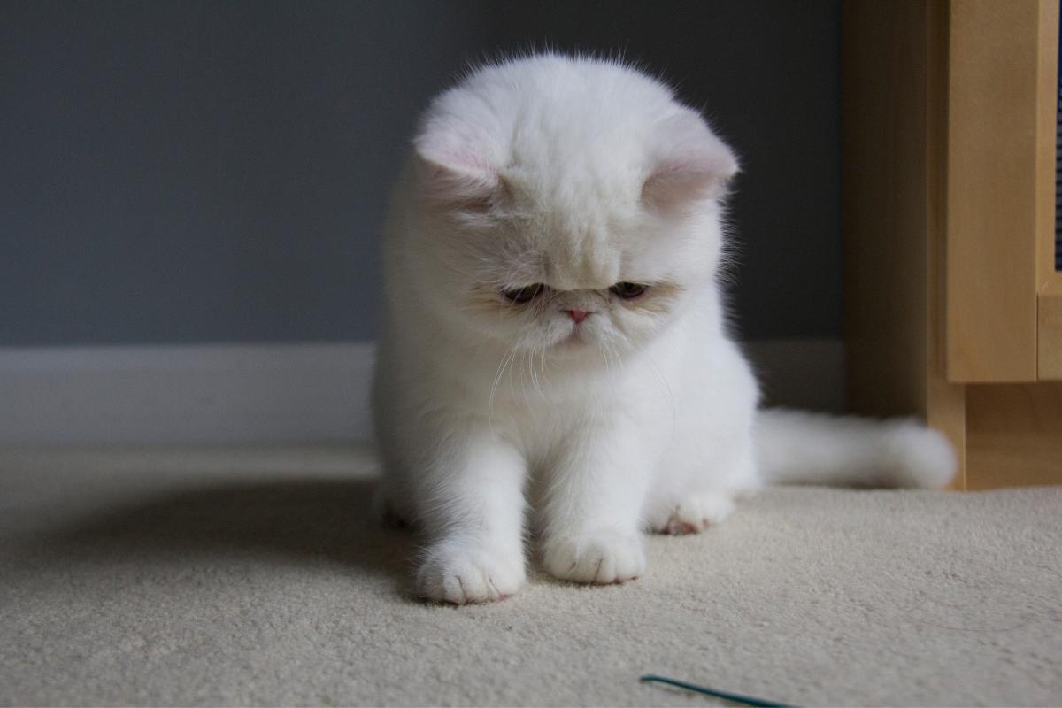 Gato pode morrer de tristeza?