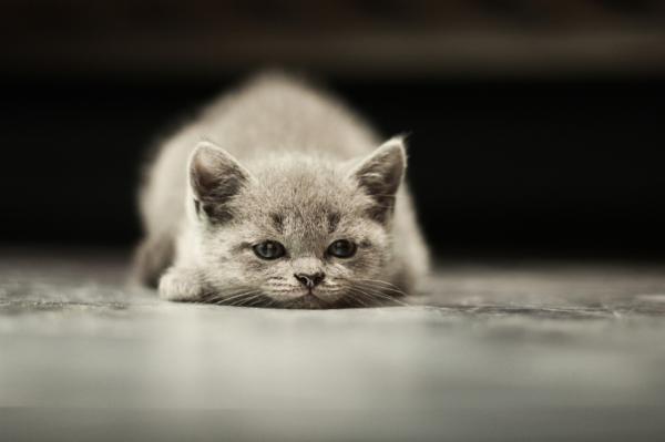 Meu pet morreu, o que fazer?