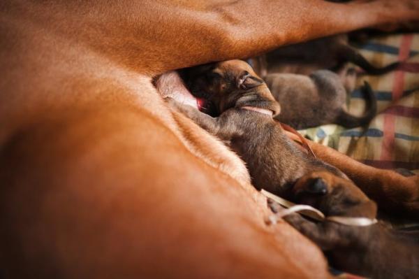 Qual é a melhor ração úmida para cães? - Necessidades nutricionais dos cachorros em cada etapa da vida