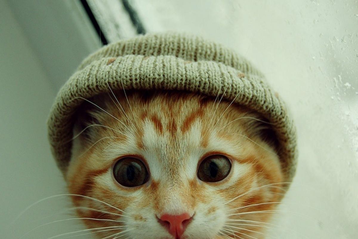 Os gatos sentem frio?