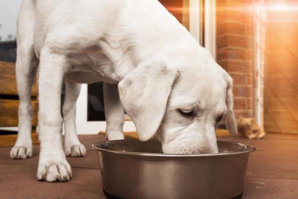 Qual é a melhor ração úmida para cães?