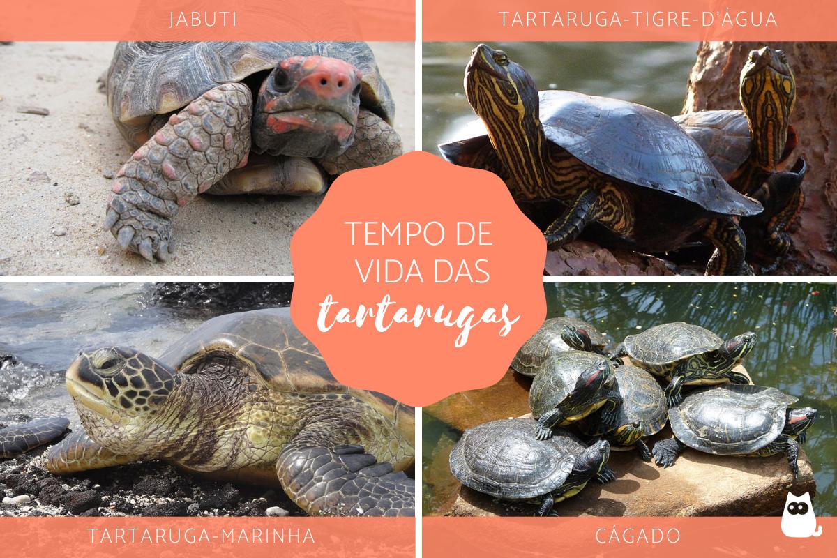 Quantos anos vive uma tartaruga?