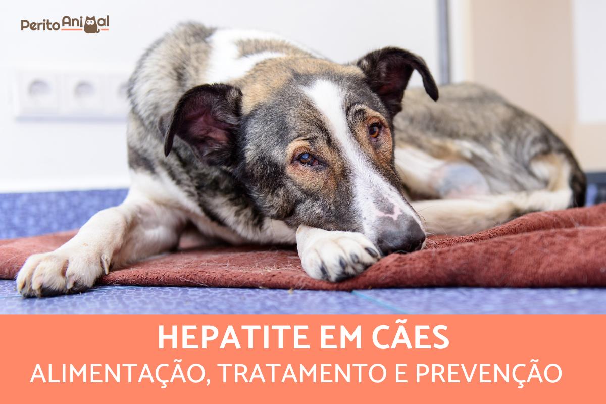A hepatite em cães - Sintomas e tratamento