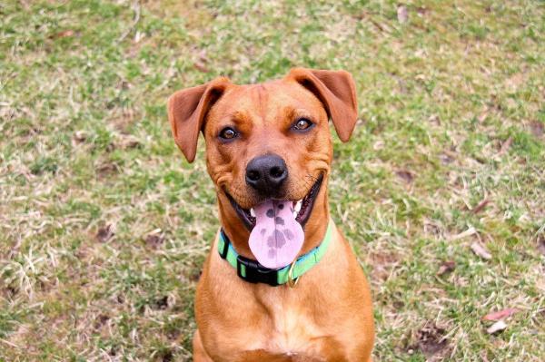 A hepatite em cães - Sintomas e tratamento -