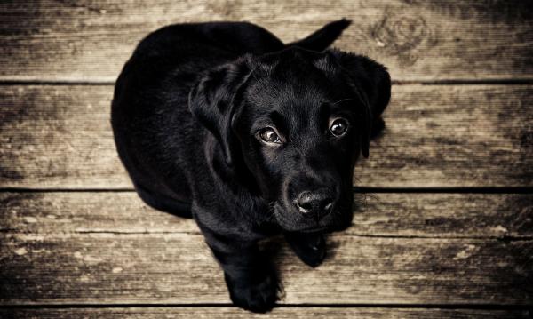 A hepatite em cães - Sintomas e tratamento - Como ocorre a hepatite canina - Causas principais