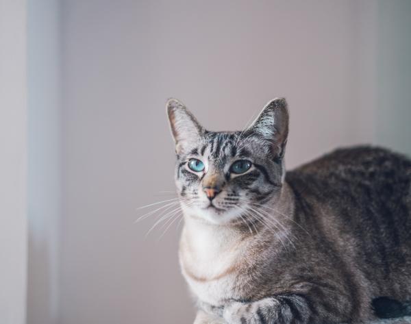 Como saber se a gata cruzou?