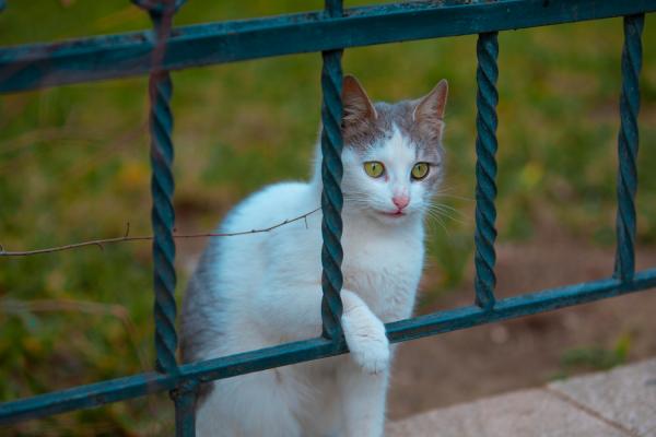 Como saber se a gata cruzou? - Como saber se gata está grávida?