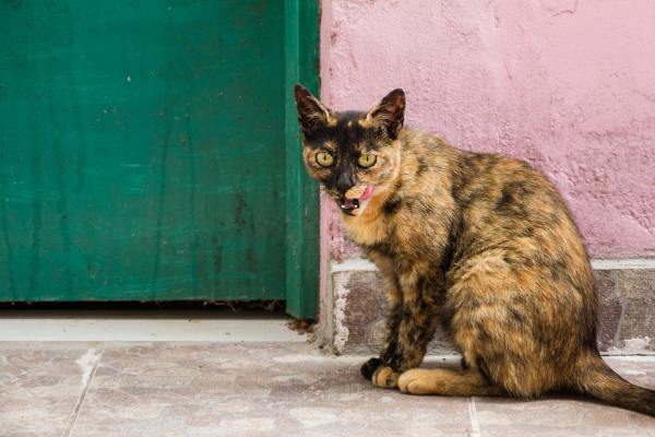 Como saber se a gata cruzou? - Como saber se minha gatinha acabou de cruzar?