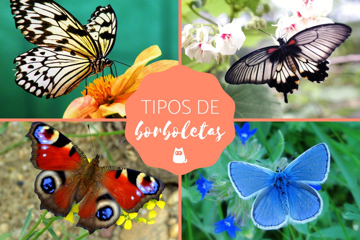 Tipos de borboletas