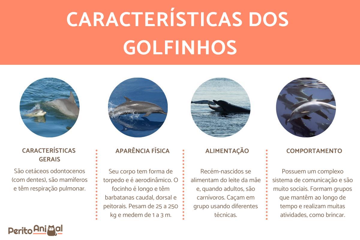 Características dos golfinhos