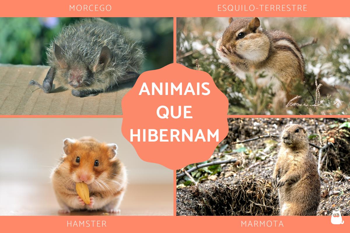 Animais que hibernam