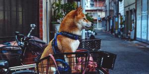 Como levar o cachorro na bicicleta: dicas de segurança