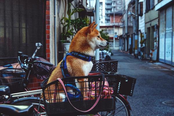 Como levar o cachorro na bicicleta: dicas de segurança