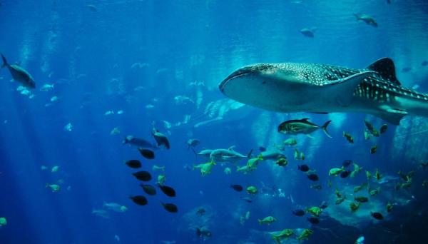 Os maiores peixes marinhos do mundo - 1. Tubarão-baleia