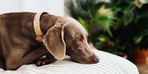 Cachorros com espasmos: o que pode ser