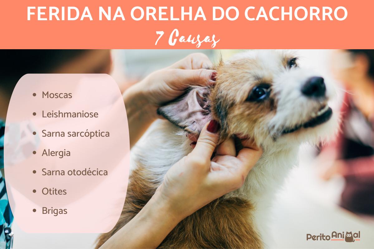 Ferida na orelha do cachorro - Causas e como tratar