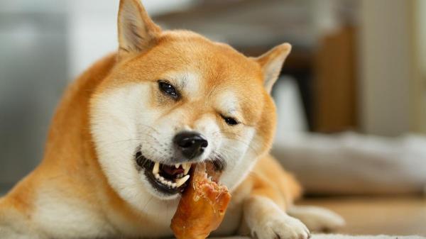 Cachorros com espasmos: o que pode ser - O que fazer se o cachorro tem espamos acordado?