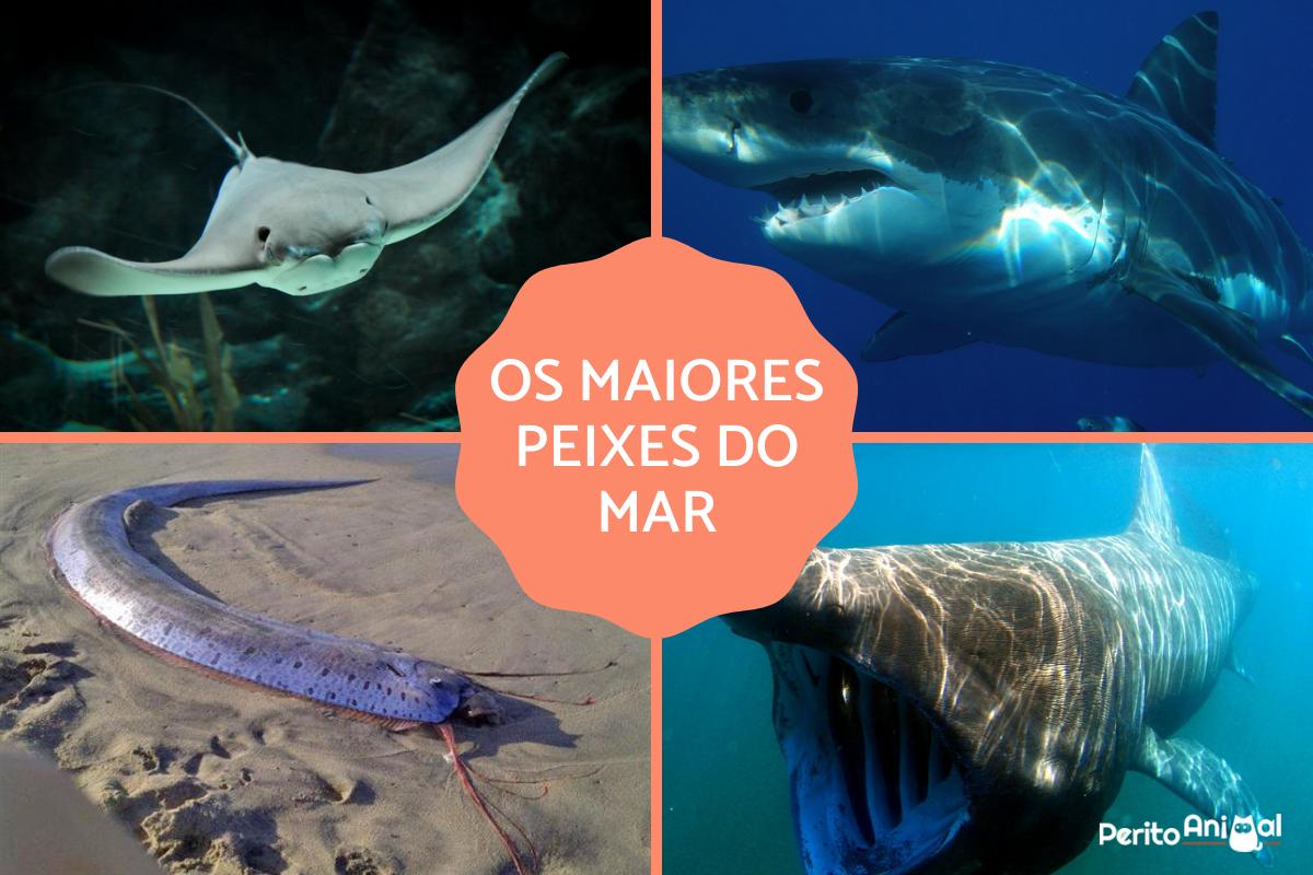 Os maiores peixes marinhos do mundo