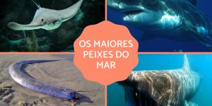 Os maiores peixes marinhos do mundo