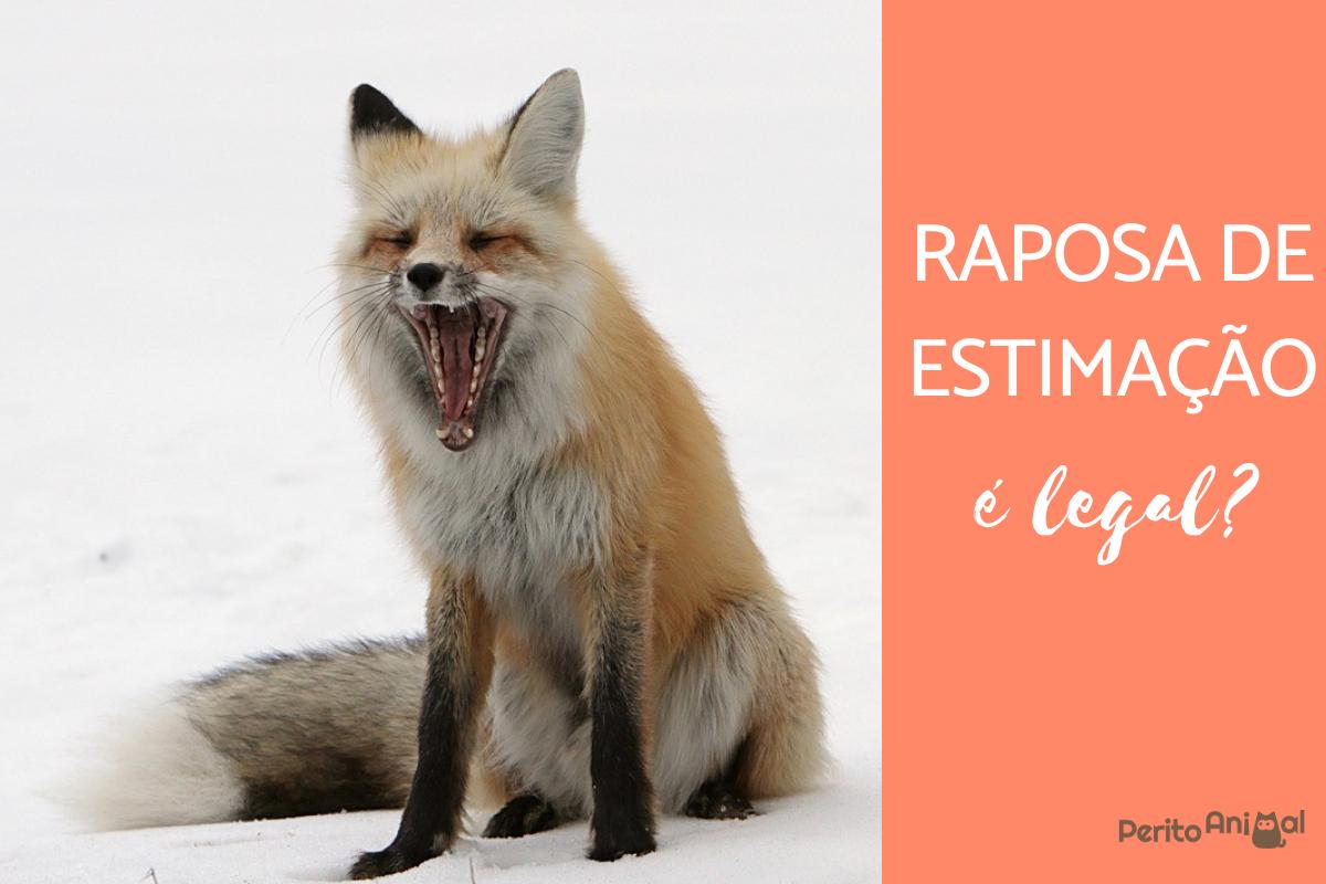 A raposa como animal de estimação