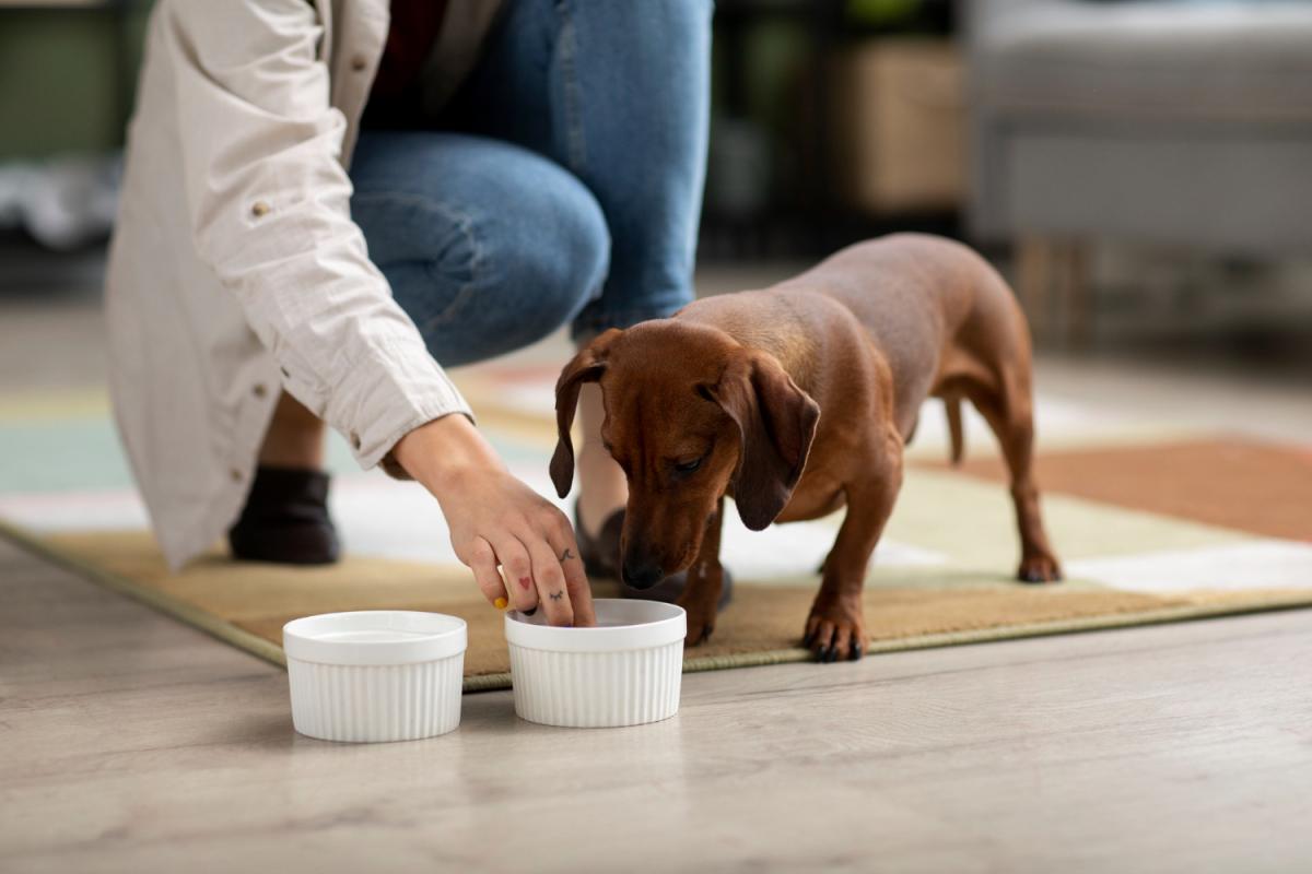 Cachorro filhote pode comer ração de cachorro grande?