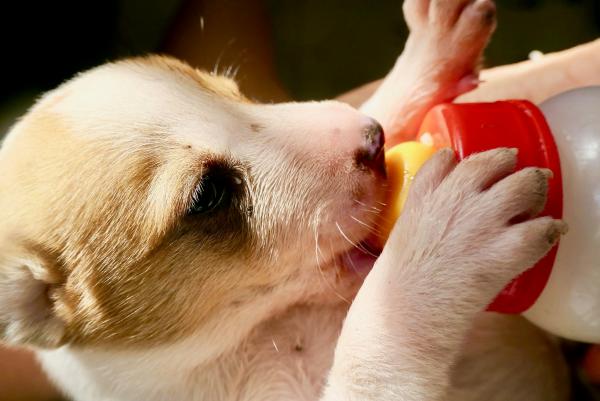 Cachorro filhote pode comer ração de cachorro grande? - Com quantos dias o filhote de cachorro já pode comer ração?