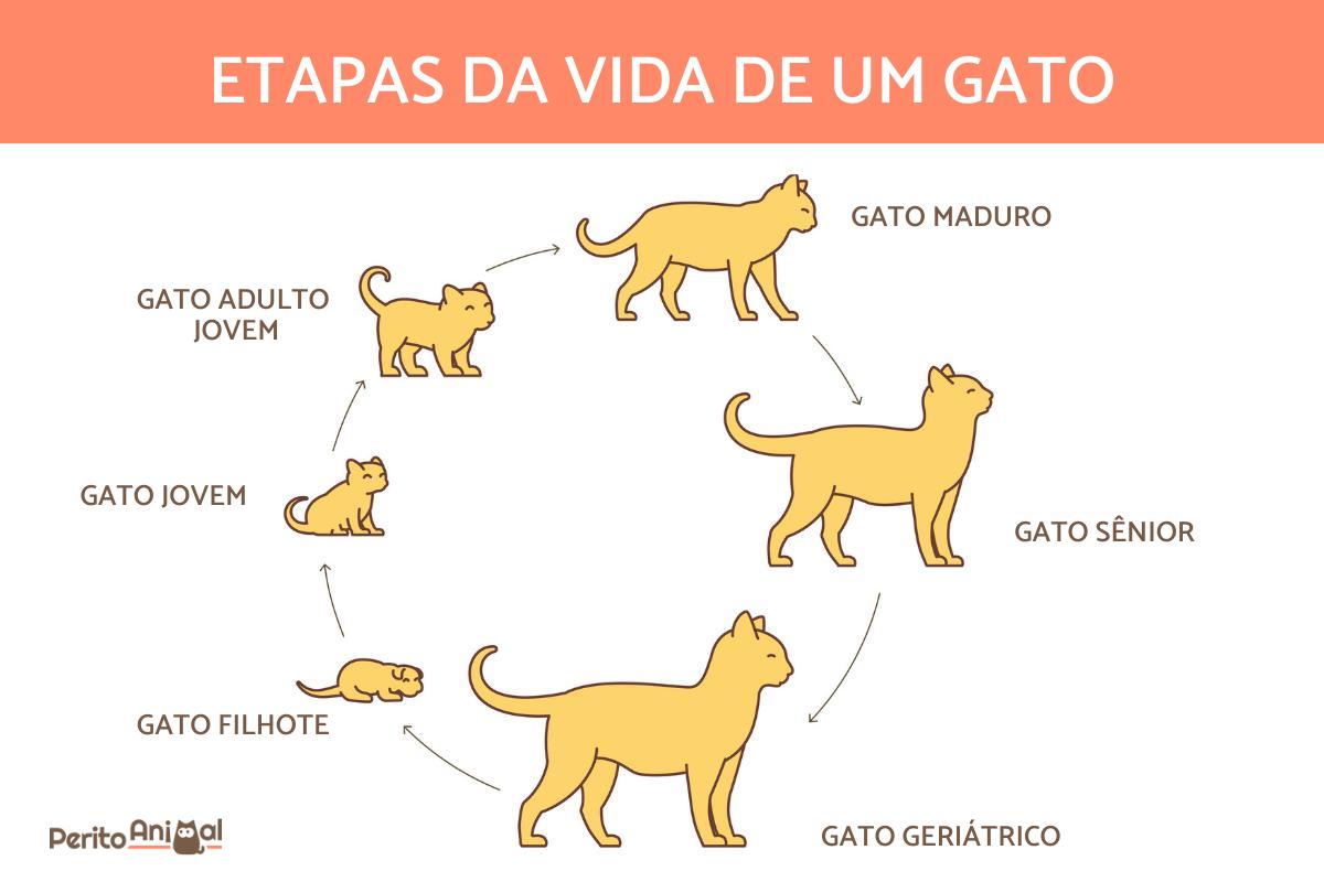 Ciclo de vida de um gato