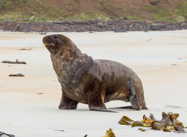 Lobos e leões-marinhos – Características, nomes e fotos - Tipos de leões marinhos do gênero Phocarctos