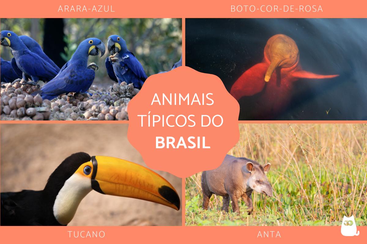 Animais do Brasil