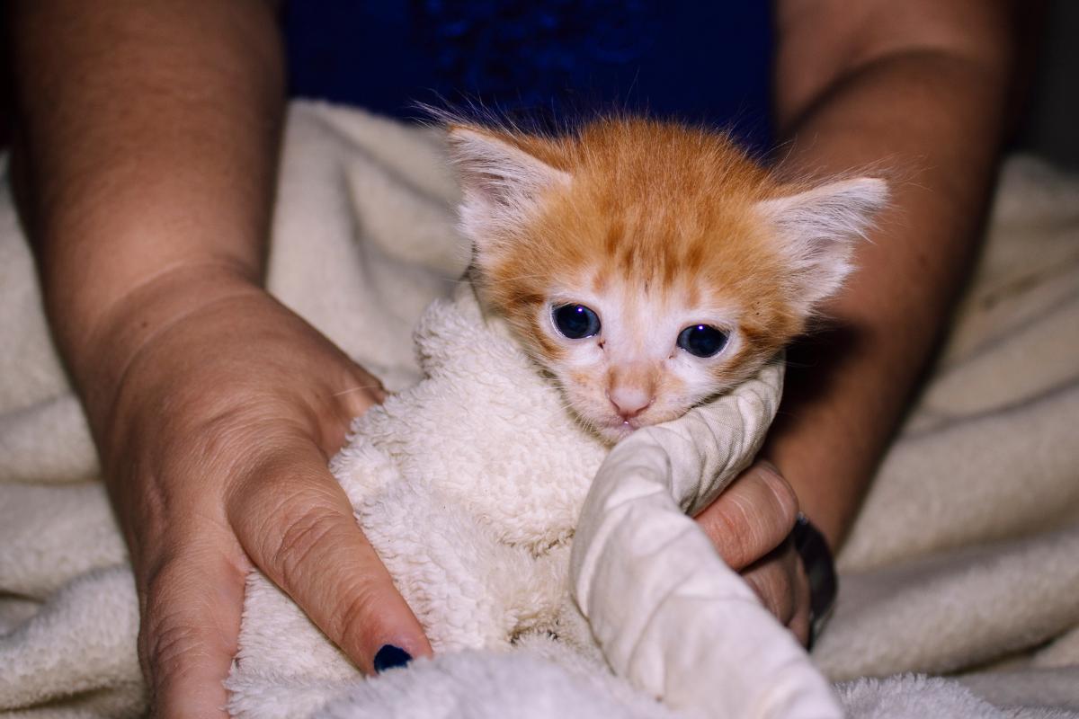 Gripe em gatos filhotes, o que fazer?