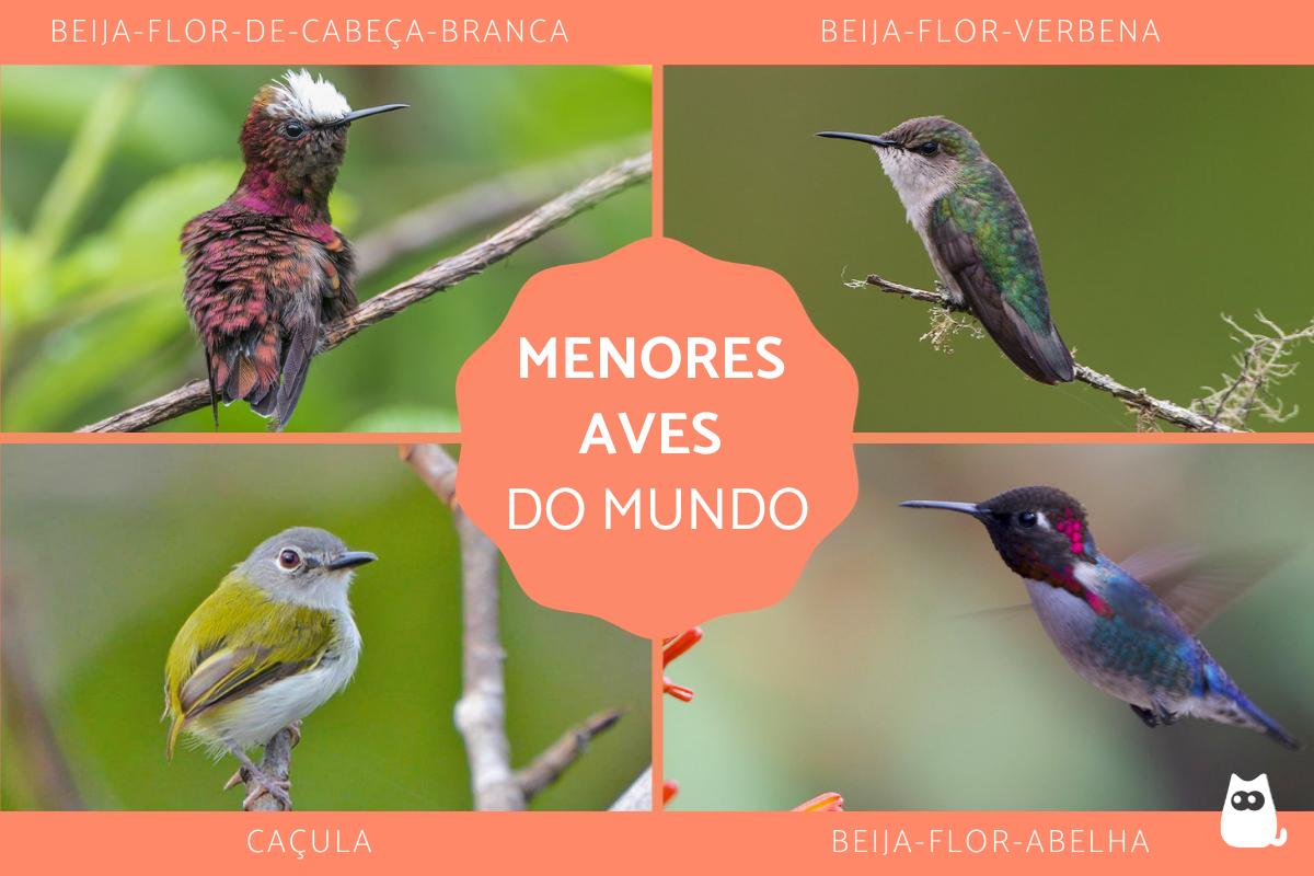 As menores aves do mundo