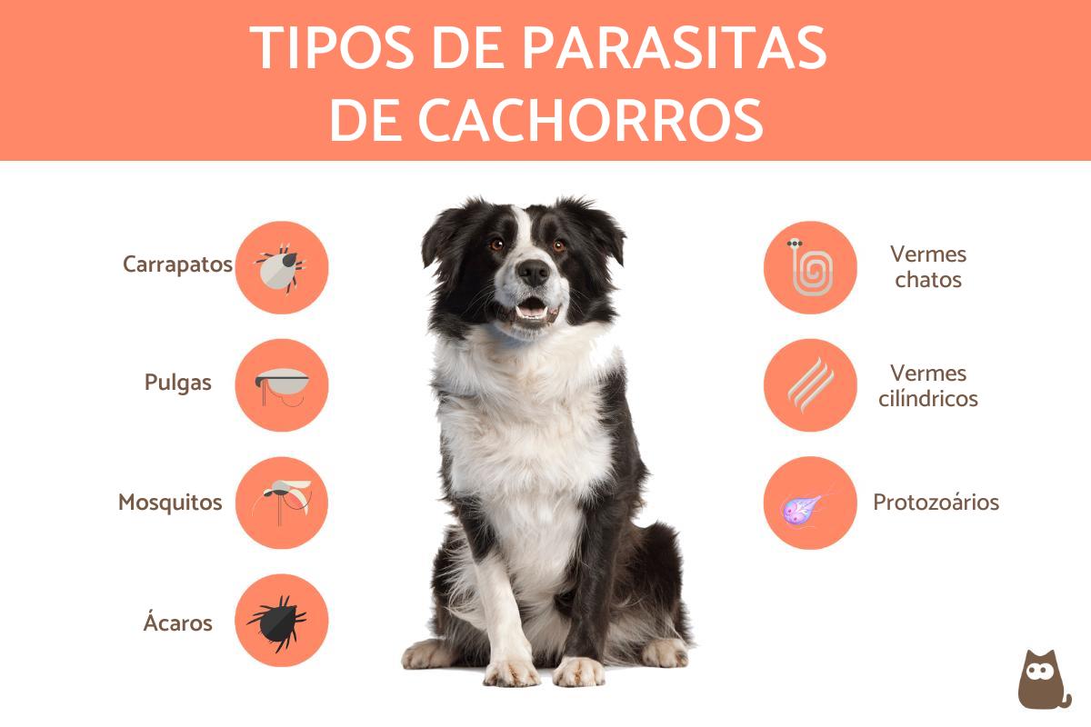 Parasitas de cachorros - Tipos, sintomas e tratamentos
