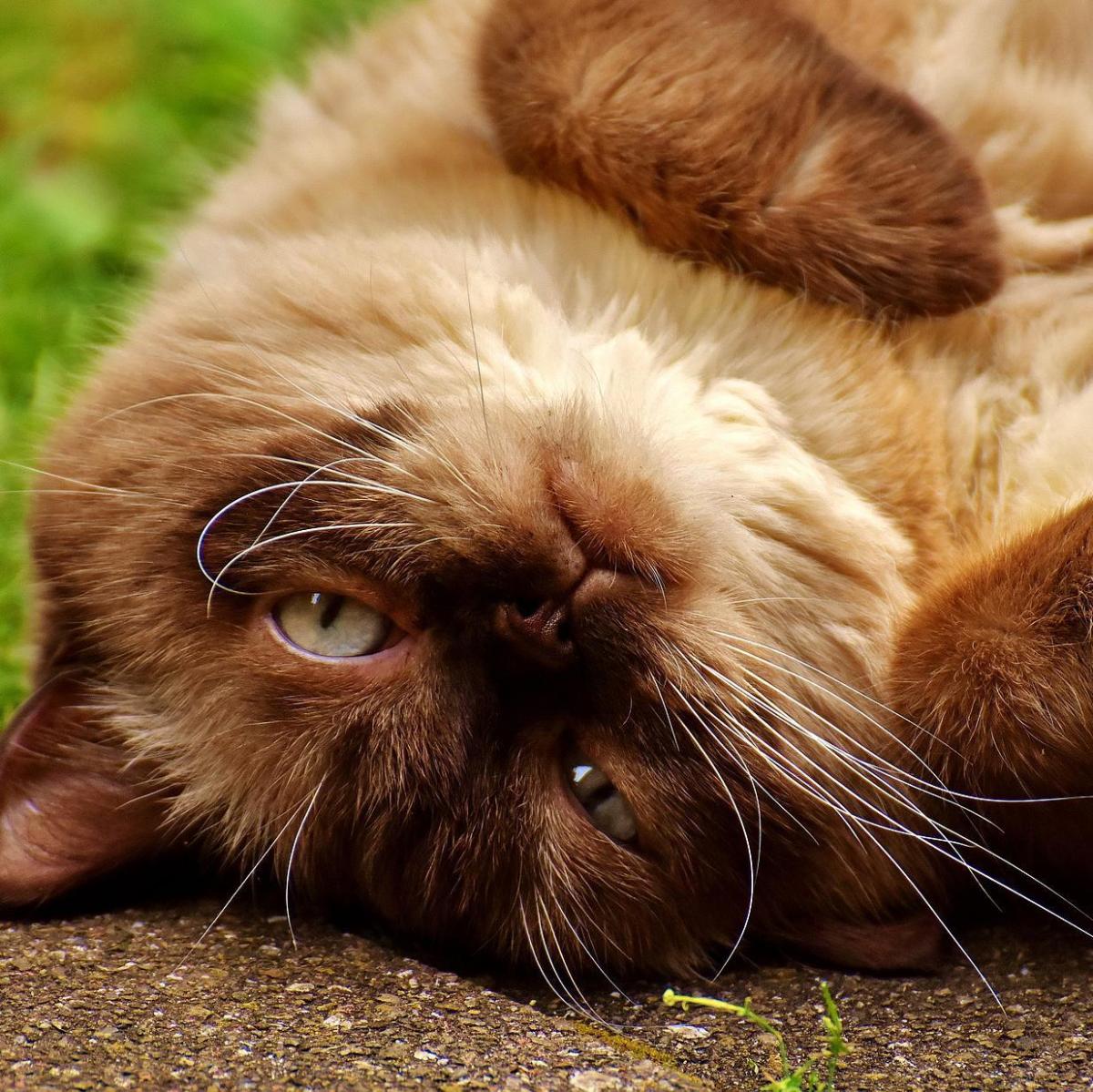 Por que os gatos rolam no chão?