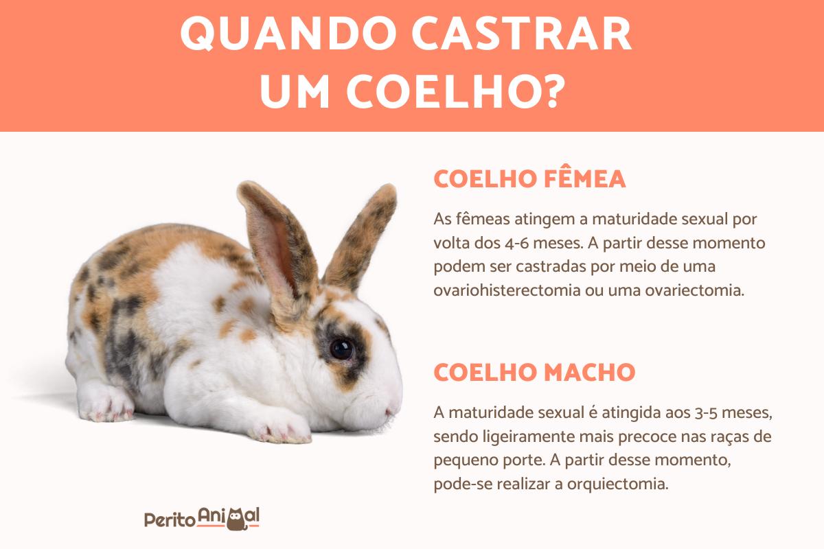 Castração de coelhos - Valor, quando fazer e benefícios