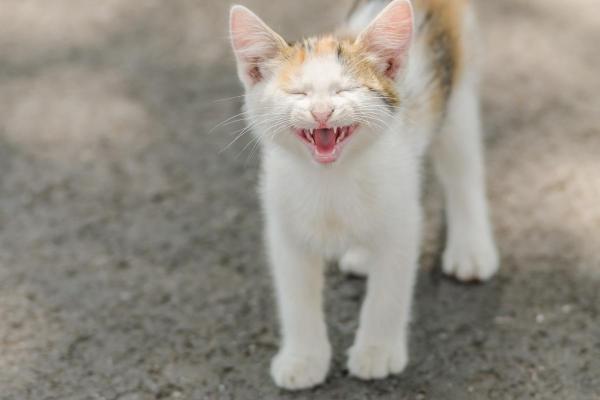 Tipos de miado de gato - 1. Miado alto e direcionado: chamar a atenção